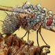 Illustration for article titled Behold the jewel-like beauty of dew-covered insects photographed close-up
